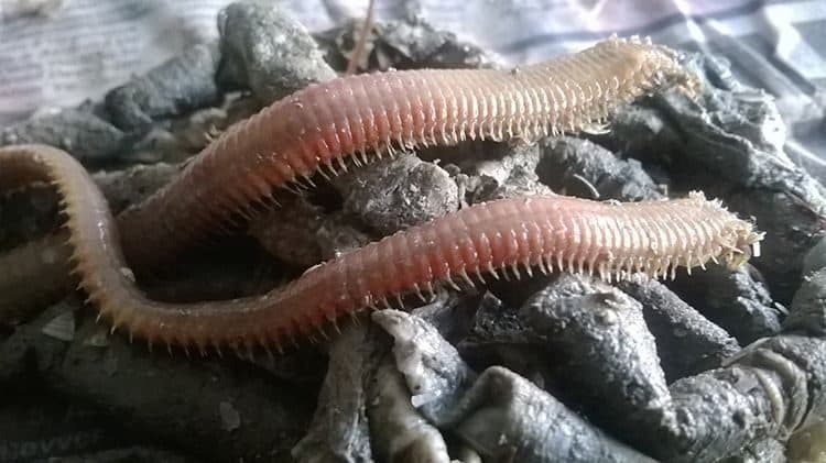boru kurdu, canlı boru kurdu, deniz yemleri, canlı balık yemi, kıyı balıkçılığı yemleri, çipura yemi, mırmır yemi, levrek yemi, surfcasting yemleri, taze boru kurdu, hazır olta yemi, dalyan oltacılık, canlı yem sipariş, online balık yemi, deniz solucanı, gece avı yemleri, fosforlu balık yemi, kaliteli canlı yem, eşkina yemi, karagöz yemi