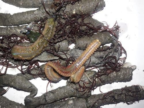 boru kurdu, canlı boru kurdu, deniz yemleri, canlı balık yemi, kıyı balıkçılığı yemleri, çipura yemi, mırmır yemi, levrek yemi, surfcasting yemleri, taze boru kurdu, hazır olta yemi, dalyan oltacılık, canlı yem sipariş, online balık yemi, deniz solucanı, gece avı yemleri, fosforlu balık yemi, kaliteli canlı yem, eşkina yemi, karagöz yemi